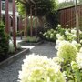 Hydrangea paniculata 'Grandiflora'
